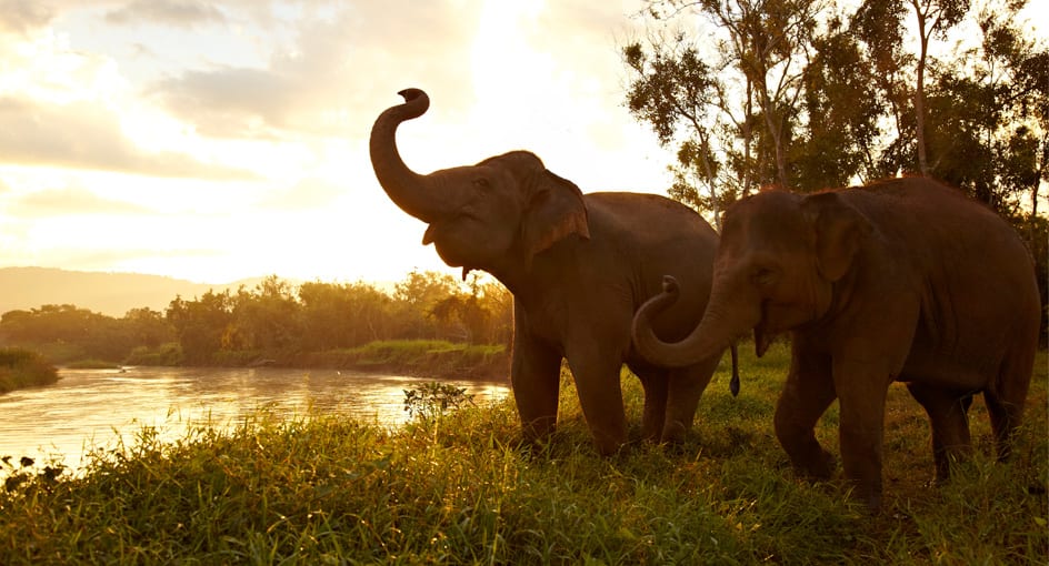 Nature & Wildlife Star Winner - Anantara Golden Triangle Elephant Camp & Resort